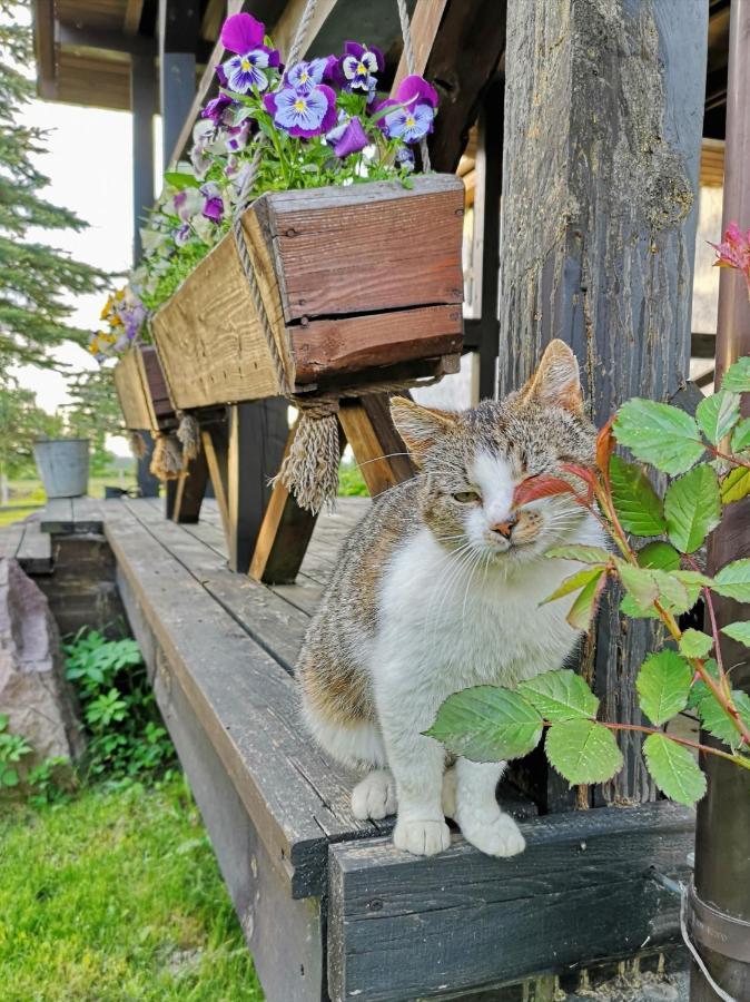 ビソカ・ビエシ Dylewiankaヴィラ エクステリア 写真
