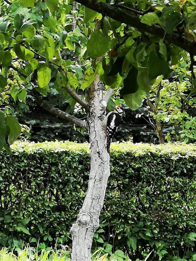 ビソカ・ビエシ Dylewiankaヴィラ エクステリア 写真